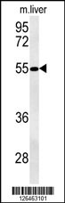 NIPAL3 Antibody