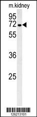 GNE Antibody