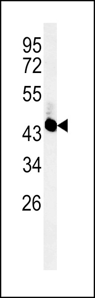 UBAC2 Antibody