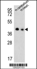 SLC25A19 Antibody