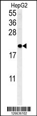 SFT2D3 Antibody