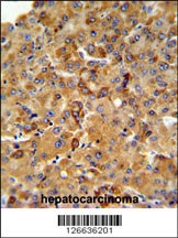 SFT2D3 Antibody