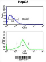 RSAD1 Antibody