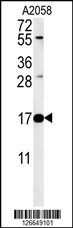 RNASEK Antibody