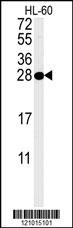 PSME1 Antibody