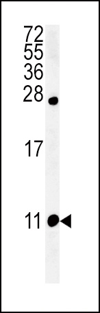 NPFF Antibody