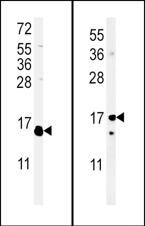 IL4 Antibody