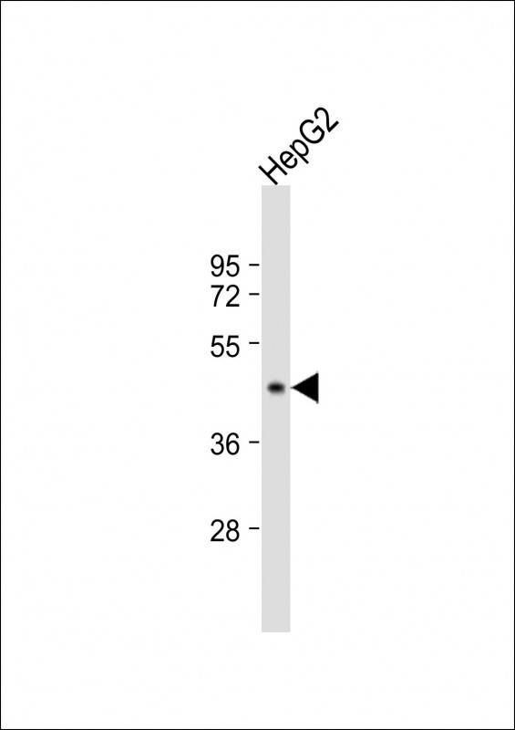 G6PC Antibody