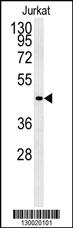 FFAR3 Antibody