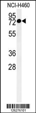 CCDC62 Antibody