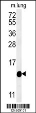 IFT20 Antibody