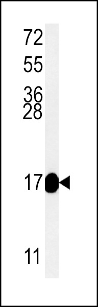 MRPS33 Antibody