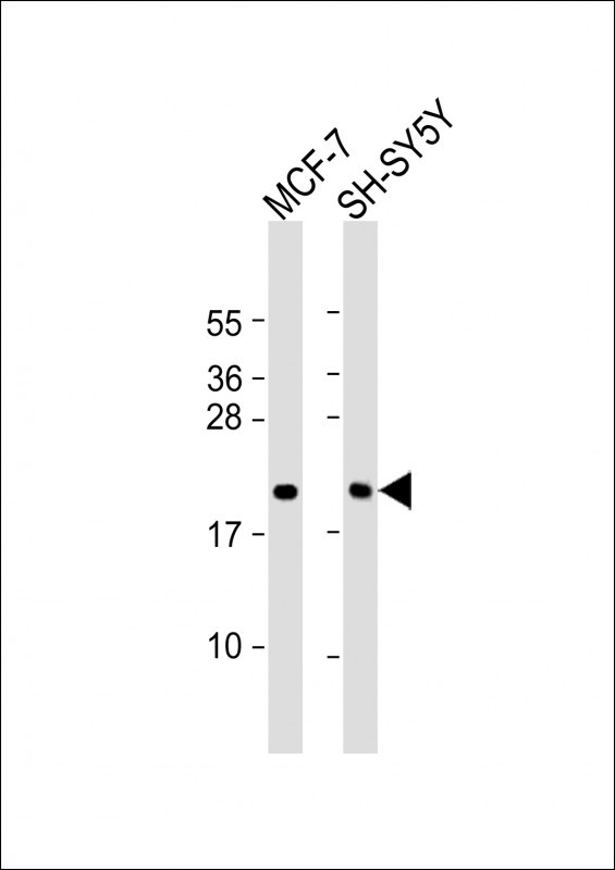 BTG1 Antibody