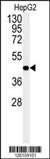 NR5A1 Antibody