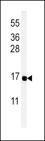 PYY Antibody