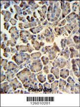 ZACN Antibody