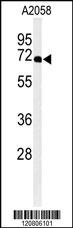 XRCC6 Antibody