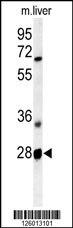 RTP2 Antibody