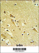 PAAF1 Antibody