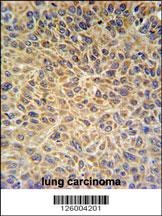 EXOC3L2 Antibody