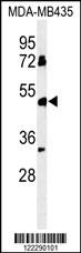 BTNL8 Antibody