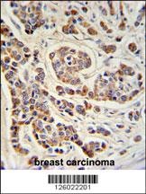 ATHL1 Antibody