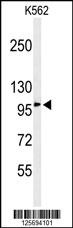 EFR3A Antibody