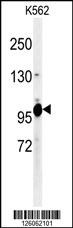 K0406 Antibody