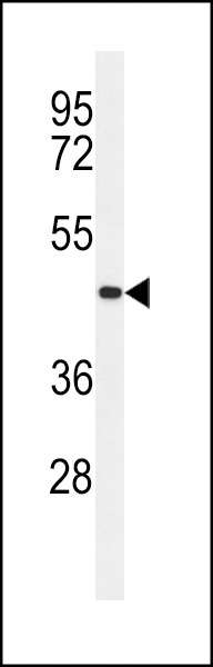 TMEM30B Antibody