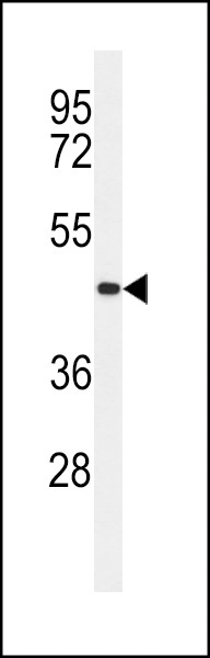 CC50B Antibody