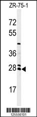 NAT8 Antibody
