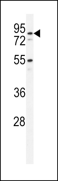 PDXDC1 Antibody