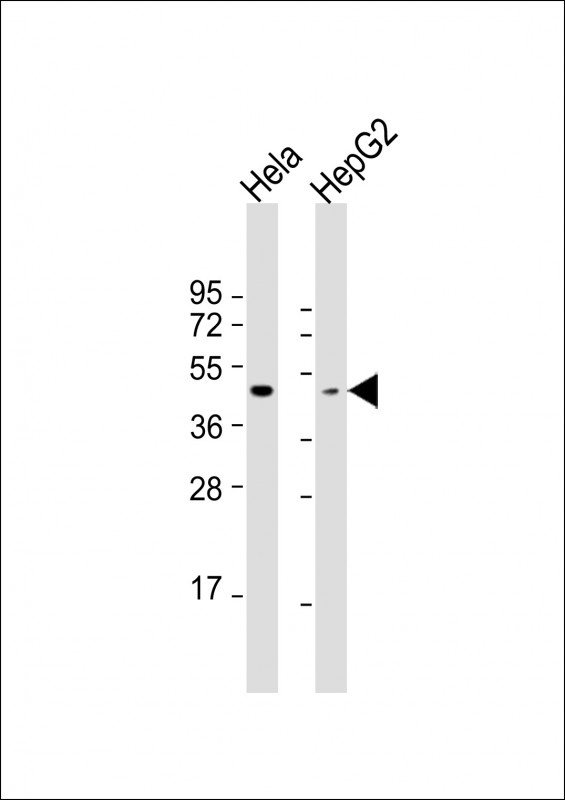 OPN1MW Antibody