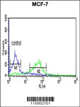 CENPN Antibody