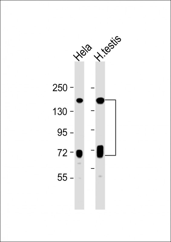 NASP Antibody