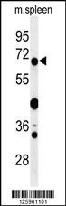 GBP7 Antibody