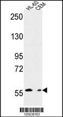 MILK2 Antibody