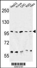 HSP90B1 Antibody