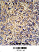HSP90B1 Antibody