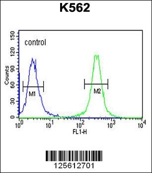 HSP90B1 Antibody