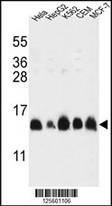 HIST1H2AG Antibody