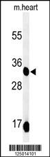 COQ9 Antibody