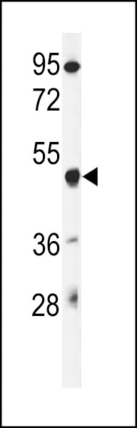 GSDMA Antibody