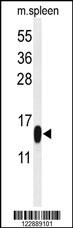 PLA2G1B Antibody