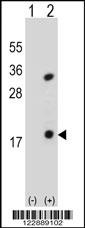 PLA2G1B Antibody