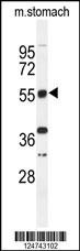 TOX3 Antibody