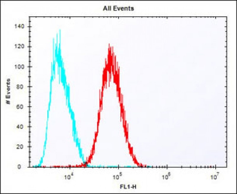 EREG Antibody