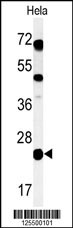 C16orf54 Antibody