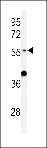 ATL3 Antibody