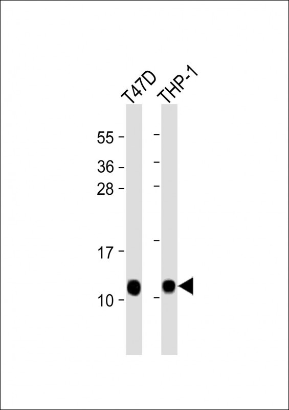 CRIP1 Antibody